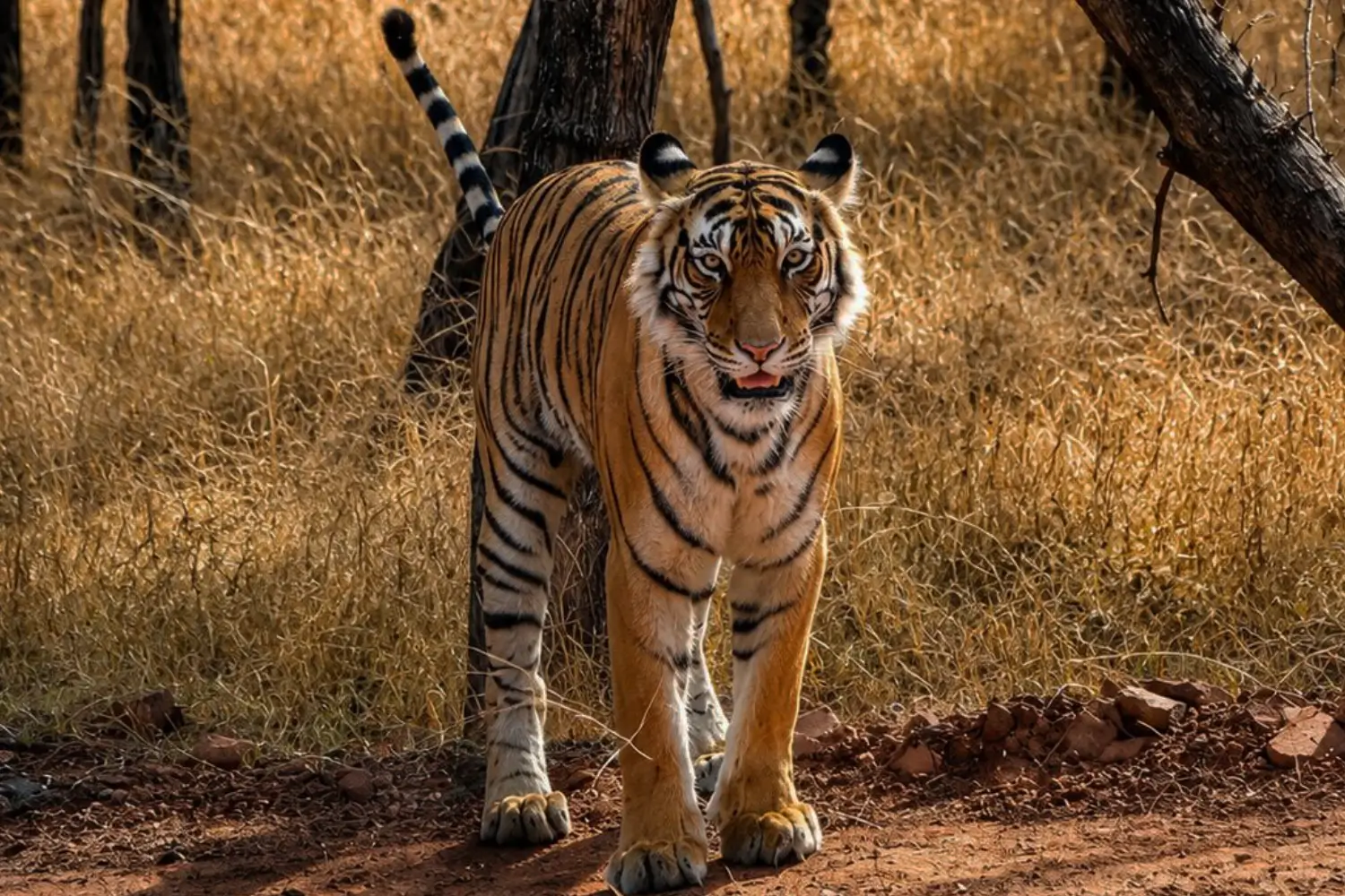 Jeep Safari in Sariska National Park
