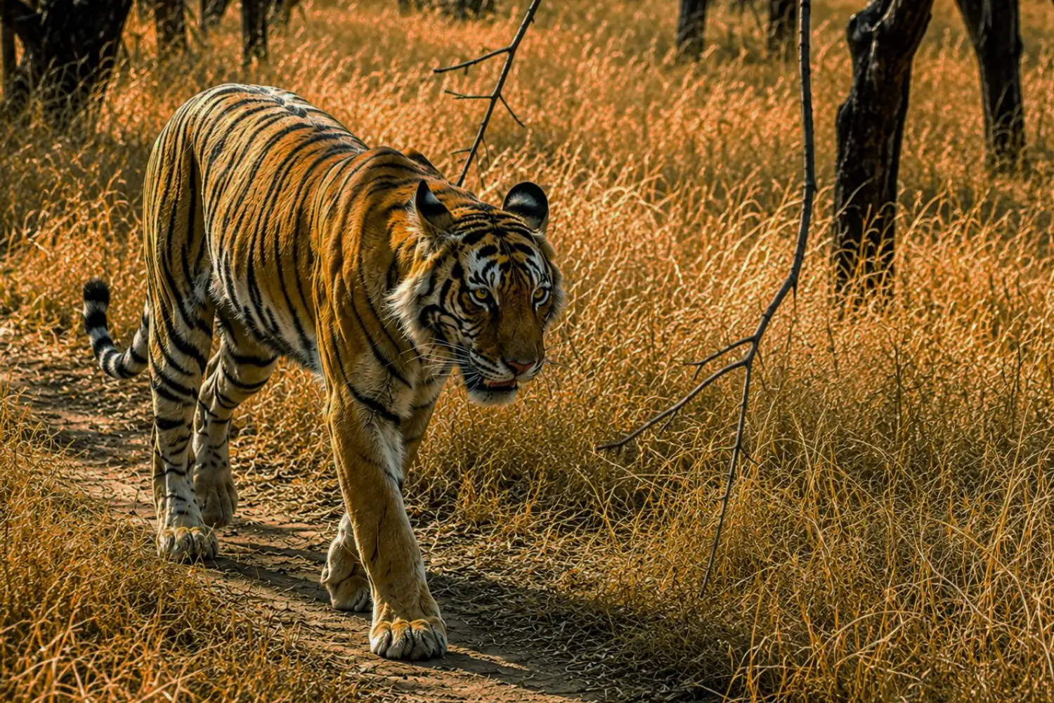 Jeep Safari in Sariska National Park