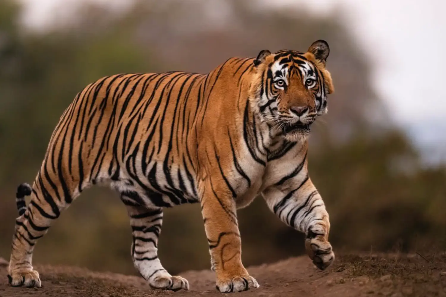 Jeep Safari in Sariska National Park