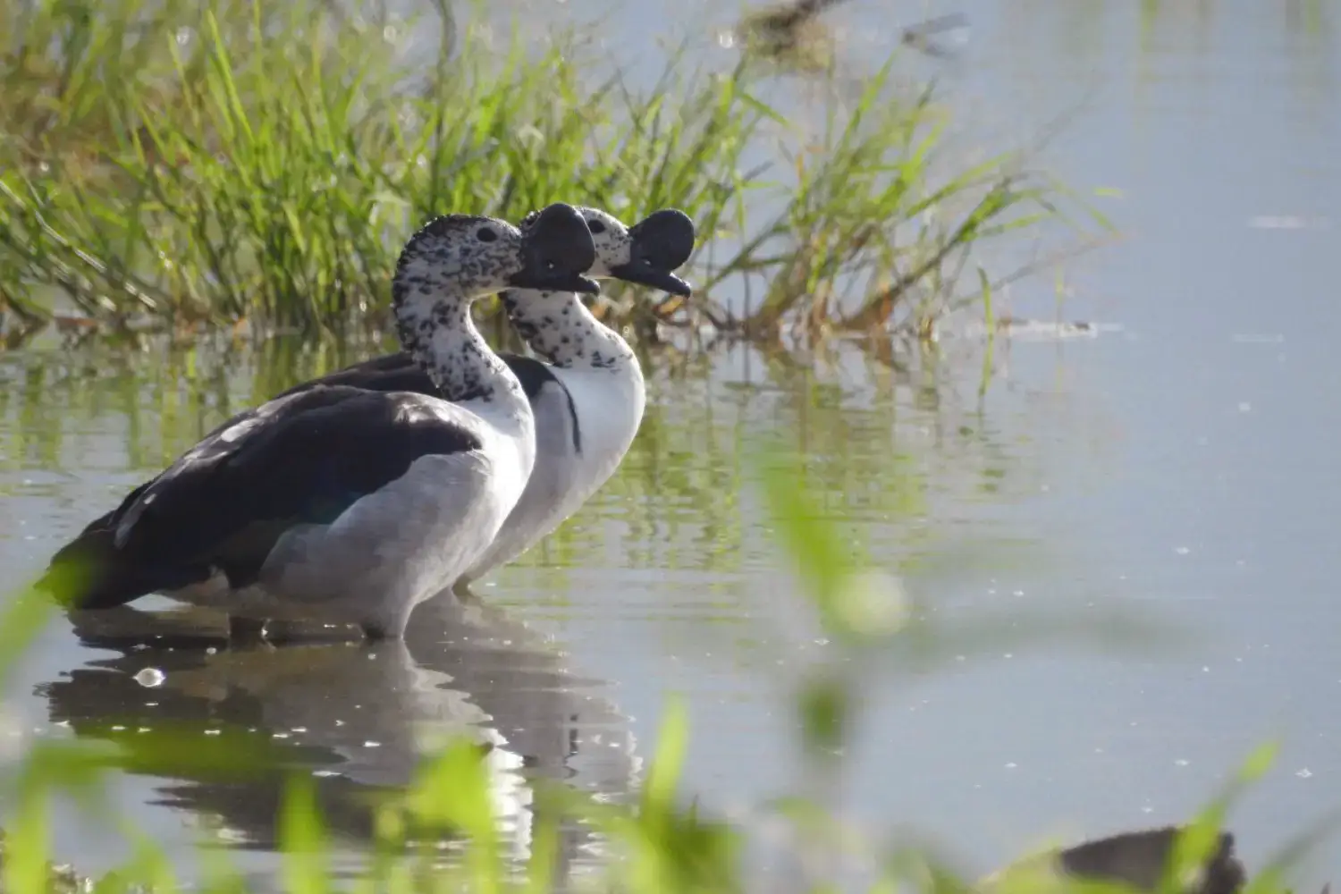 Sariska Tiger Reserve Becomes Winter Haven for Migratory Birds