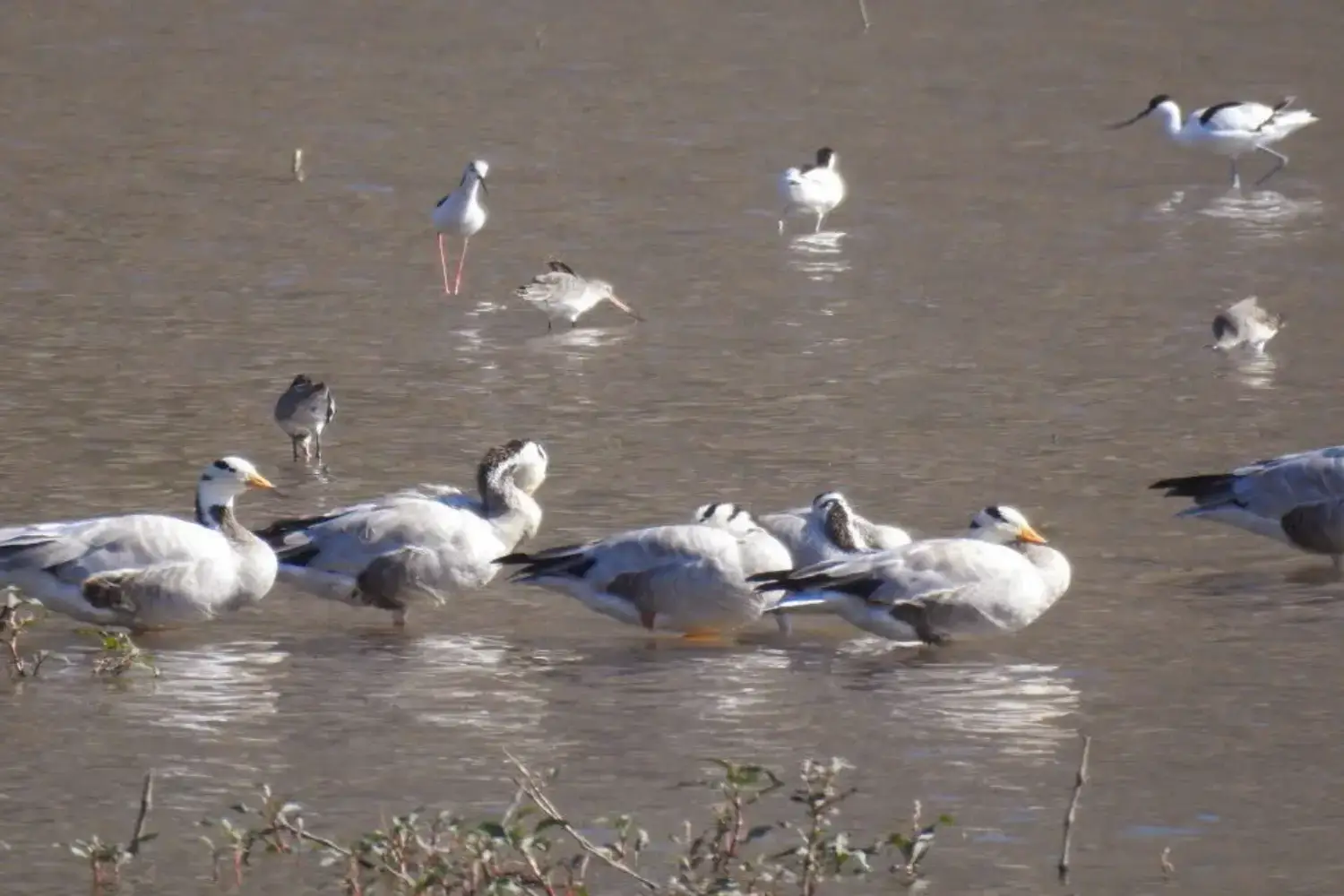 57+ Migratory Bird Species Flock to Sariska This Winter