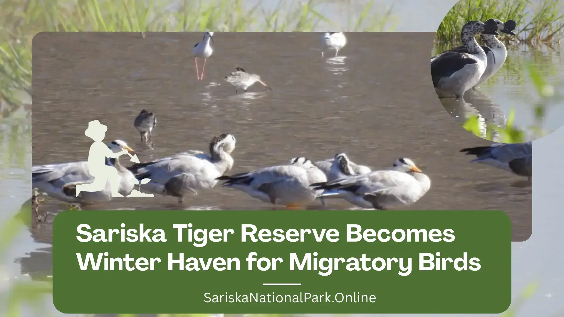 Sariska Tiger Reserve Becomes Winter Haven for Migratory Birds