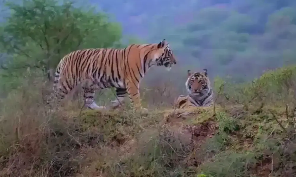 Sariska Tiger Reserve