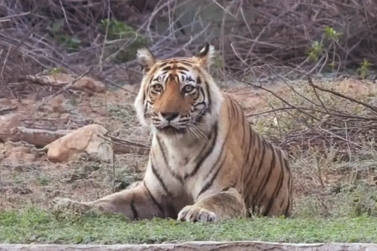 Sariska Tiger Reserve Reopens for Jungle Safaris