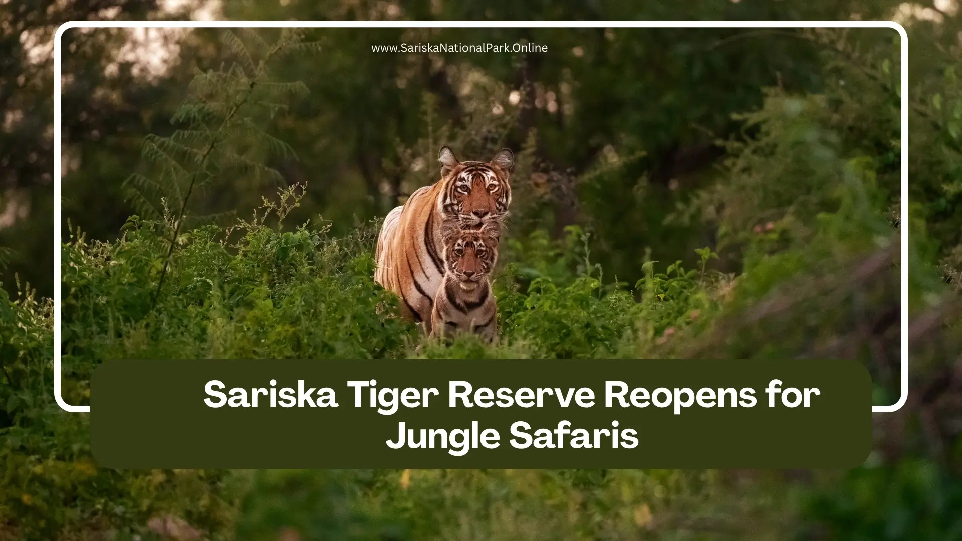 Sariska Tiger Reserve Reopens for Jungle Safaris