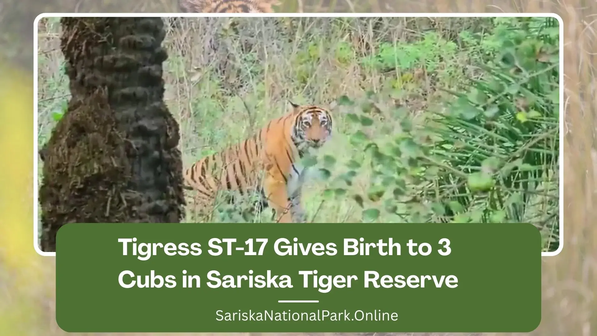 Tigress ST-17 Gives Birth to 3 Cubs in Sariska Tiger Reserve