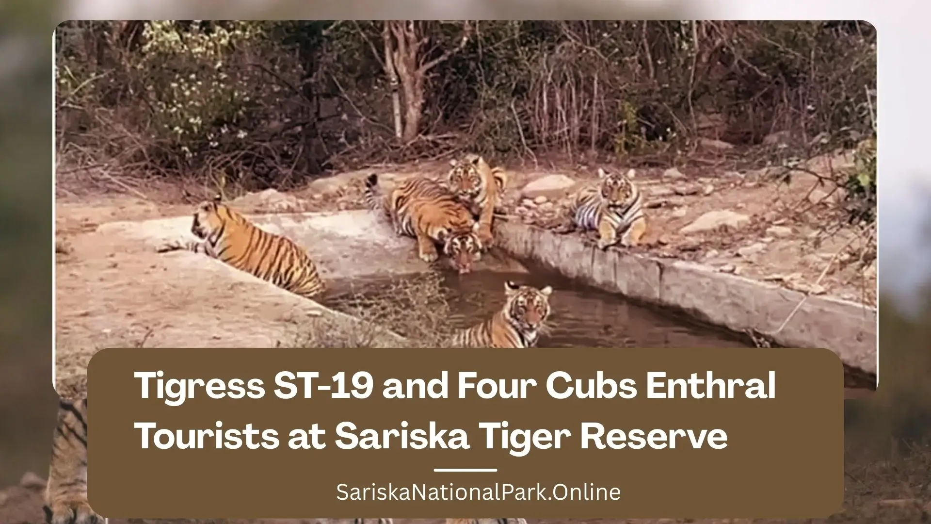 Tigress ST-19 and Four Cubs Enthral Tourists at Sariska