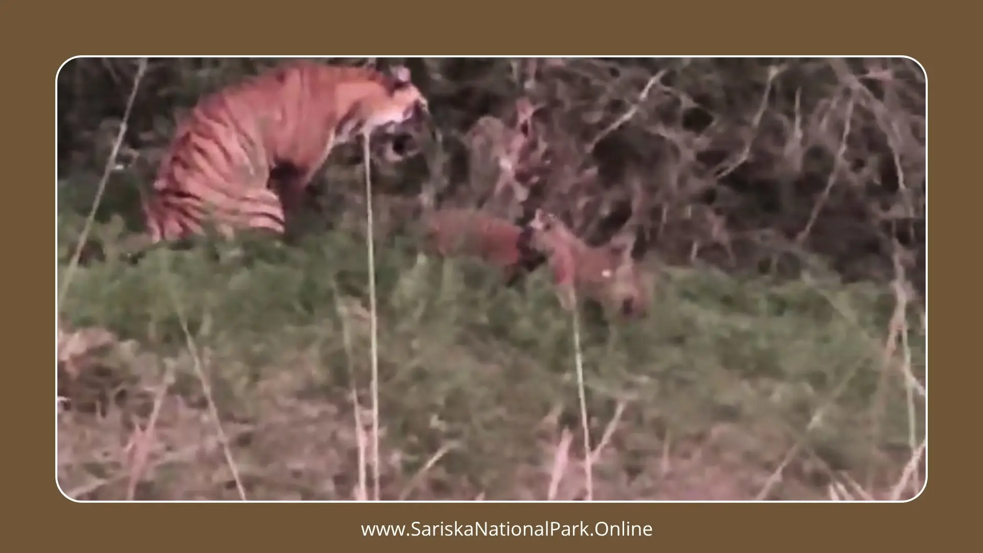 Tigress ST-22 of Sariska Gives Birth to Two Cubs