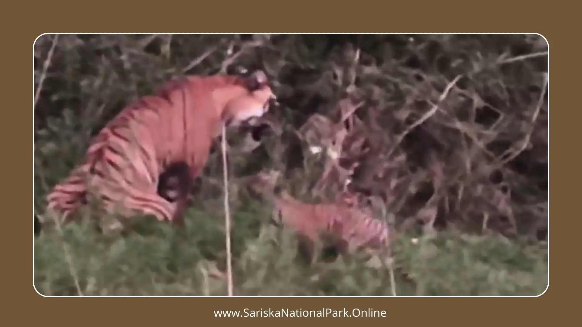 Tigress ST-22 of Sariska Gives Birth to Two Cubs