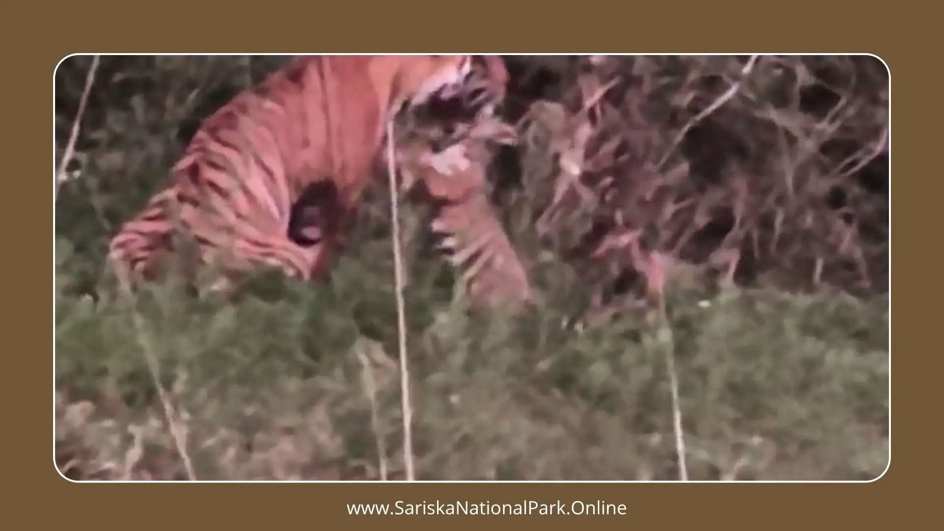 Tigress ST-22 of Sariska Gives Birth to Two Cubs