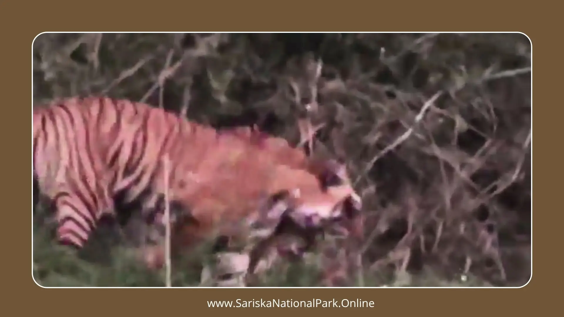 Tigress ST-22 of Sariska Gives Birth to Two Cubs