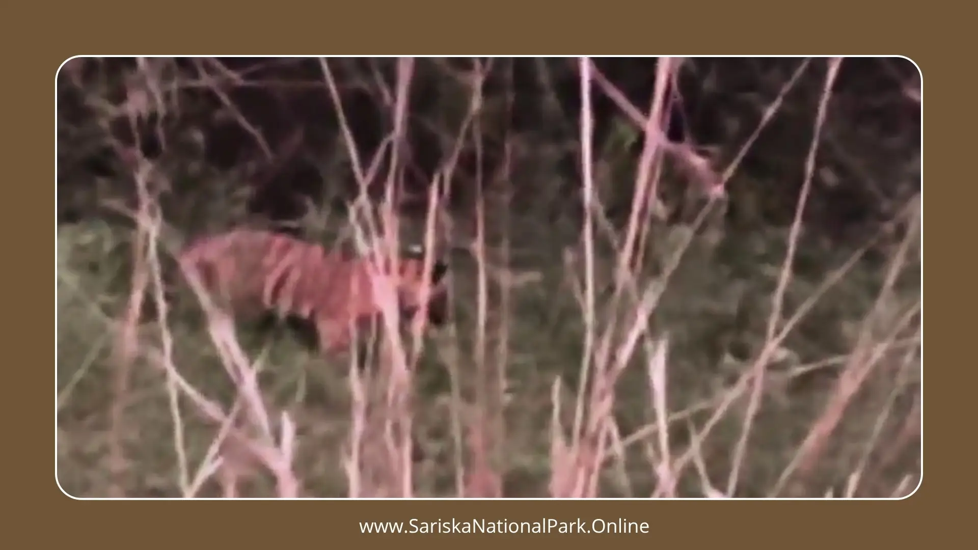 Tigress ST-22 of Sariska Gives Birth to Two Cubs