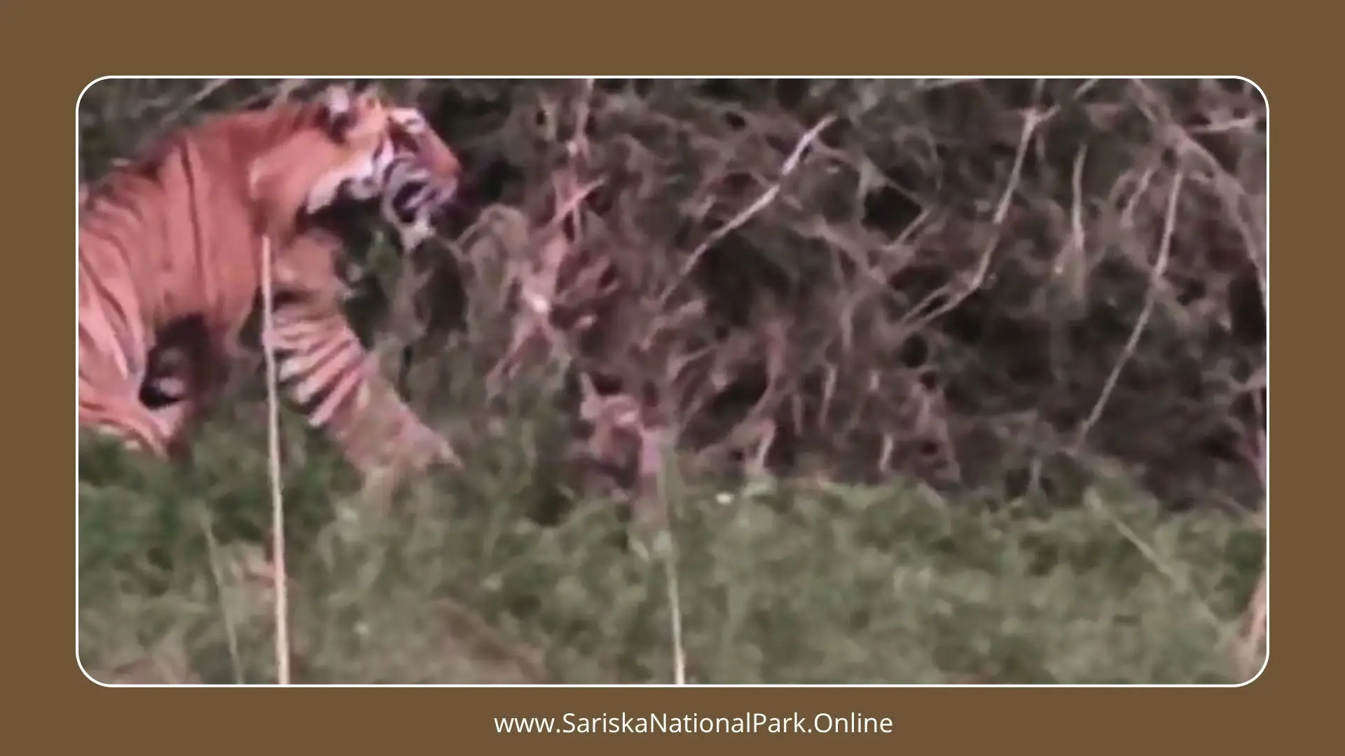 Tigress ST-22 of Sariska Gives Birth to Two Cubs