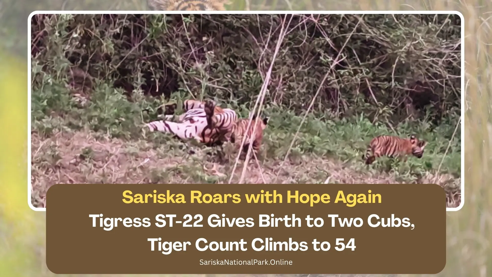 Tigress ST-22 of Sariska Gives Birth to Two Cubs