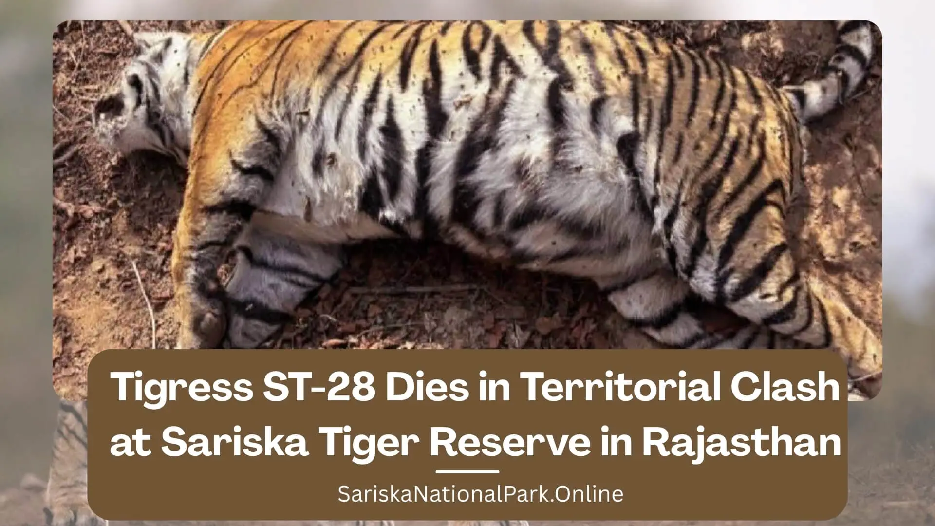 Tigress ST-28 Dies in Territorial Clash at Sariska