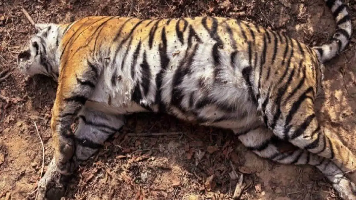 Tigress ST-28 Dies in Territorial Clash at Sariska