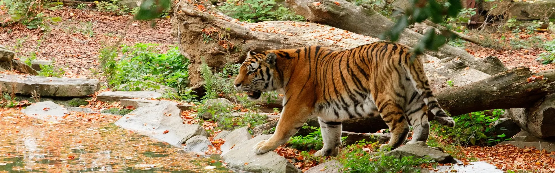 Fauna in Sariska National Park