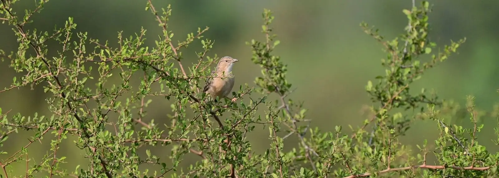Flora in Sariska National Park