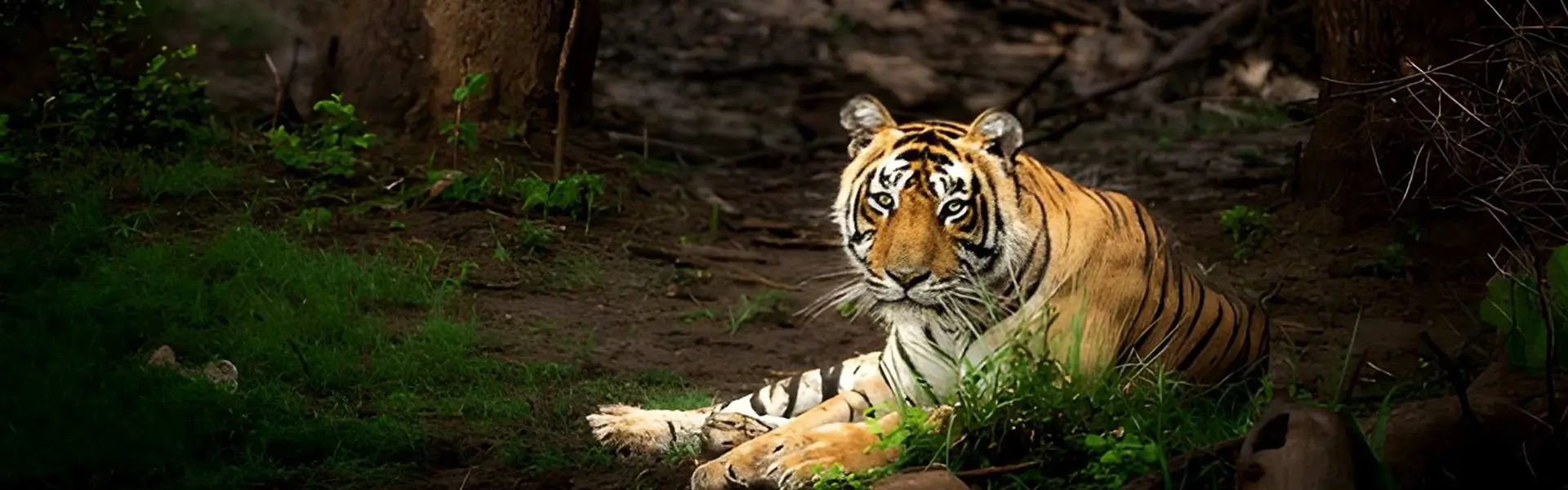 Overnight Trip to Sariska National Park