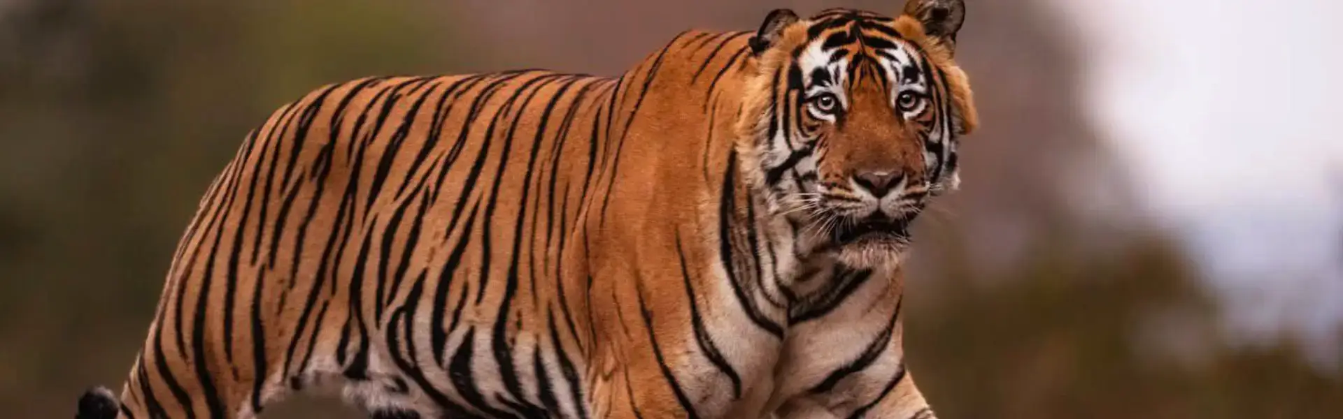 Sariska National Park