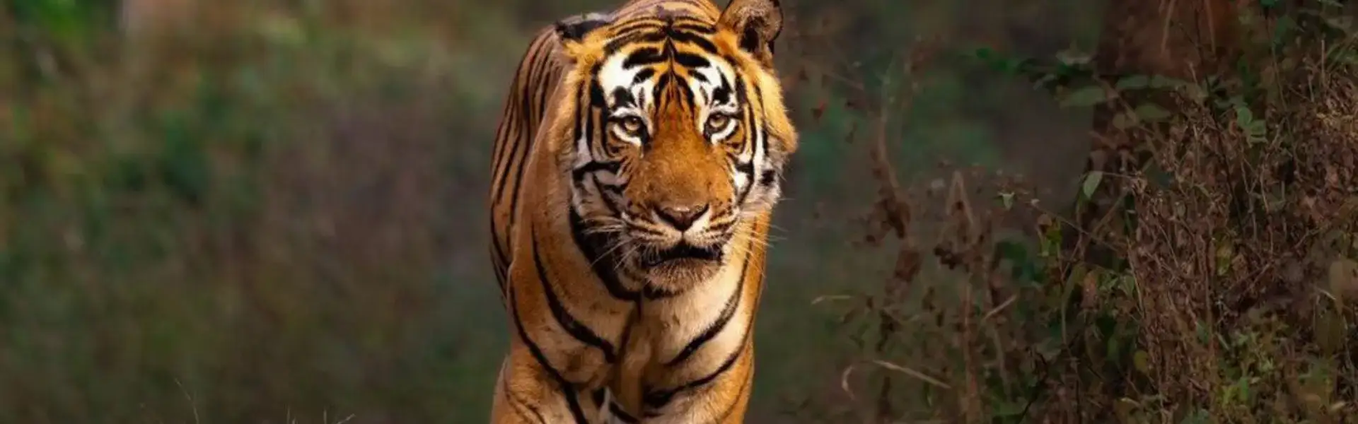 Sariska National Park
