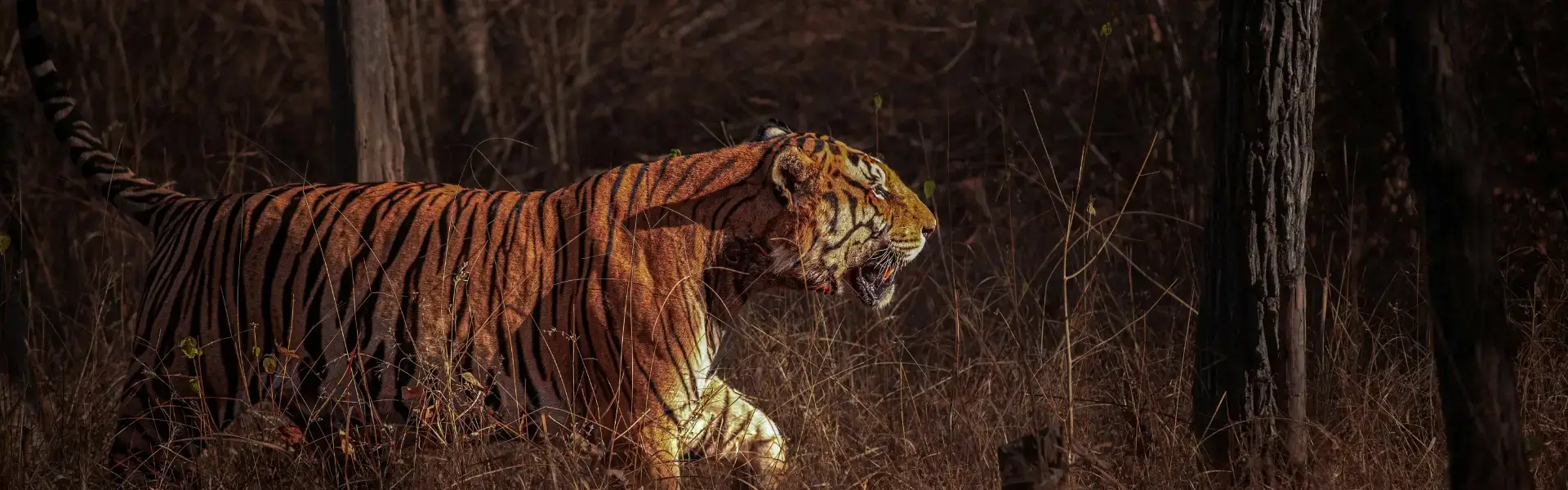 Sariska National Park
