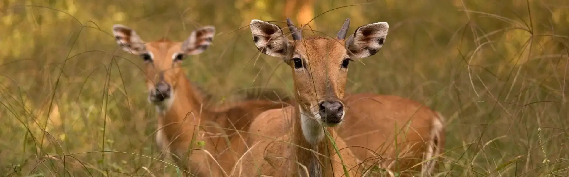Sariska National Park