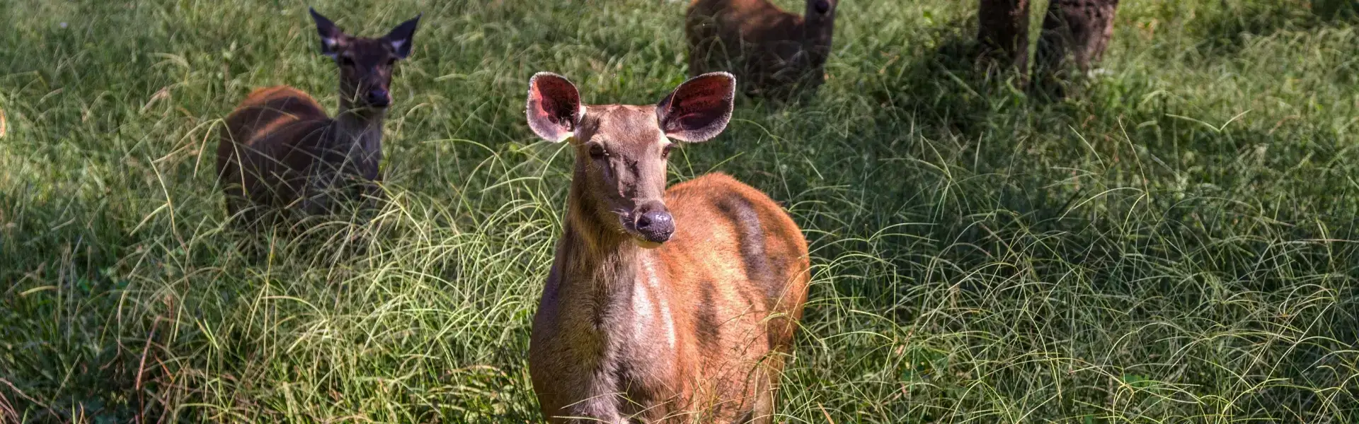 Sariska National Park
