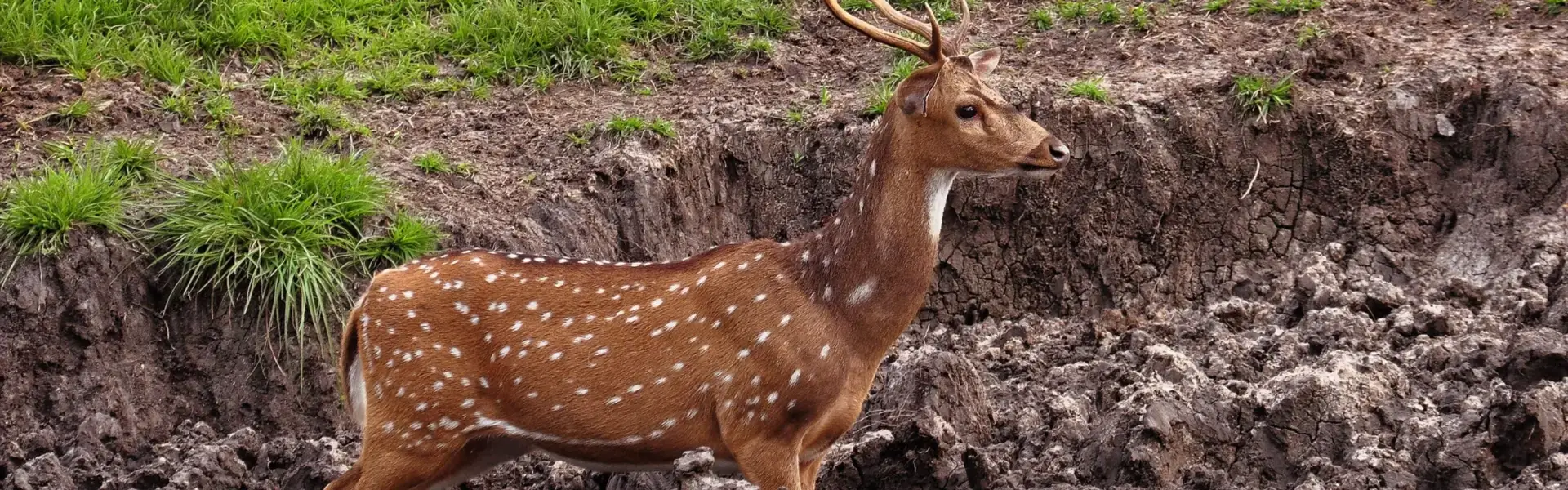 Sariska National Park