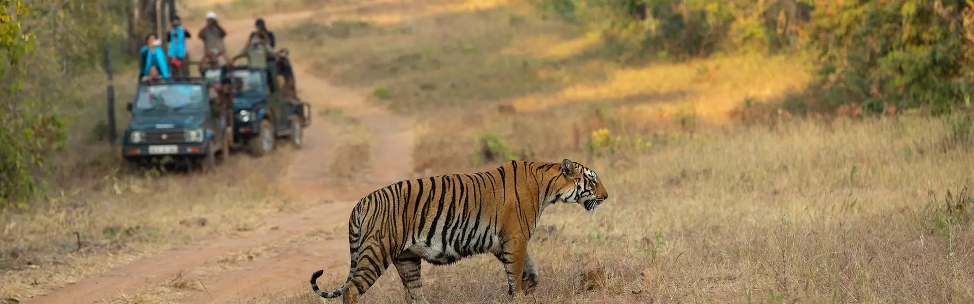 Wildlife Jungle Tiger Safari in Sariska National Park