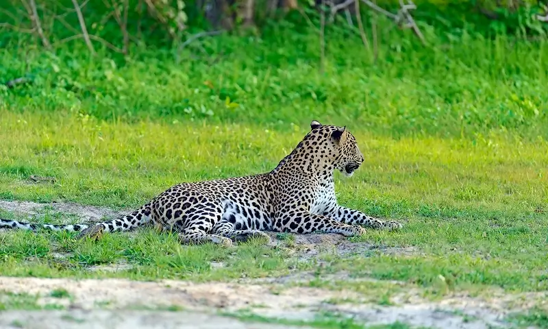 Fauna in Sariska