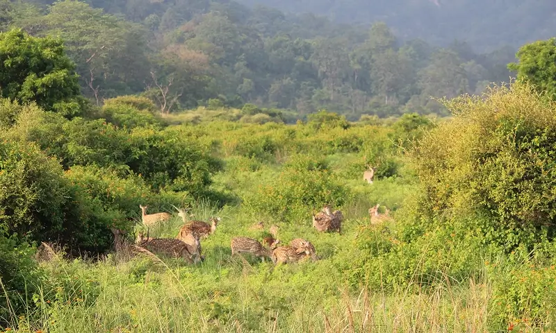 Fauna in Sariska