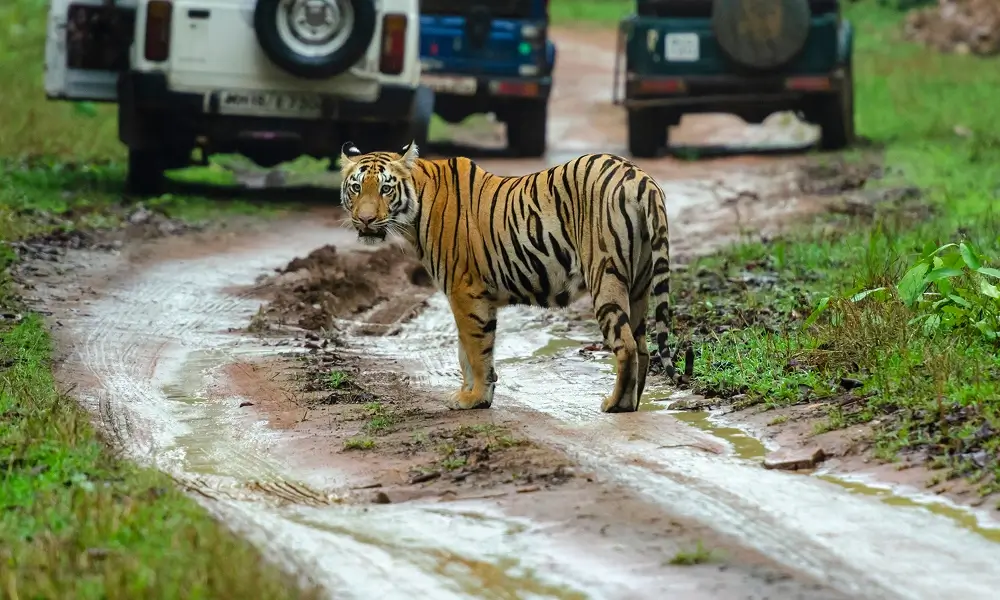 Safari Zones in Sariska National Park