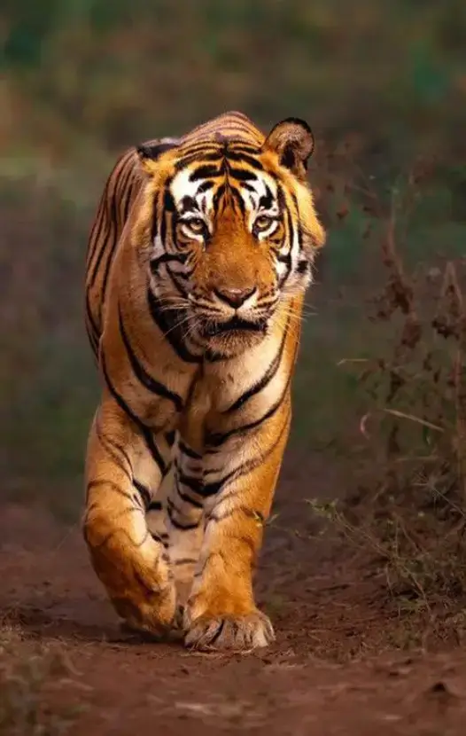 Sariska National Park