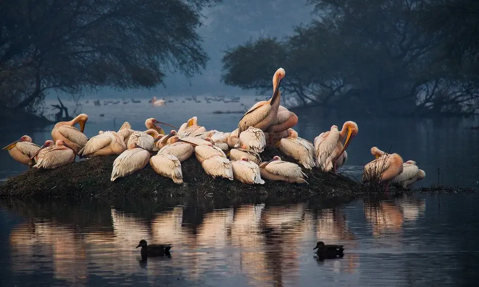 Bharatpur