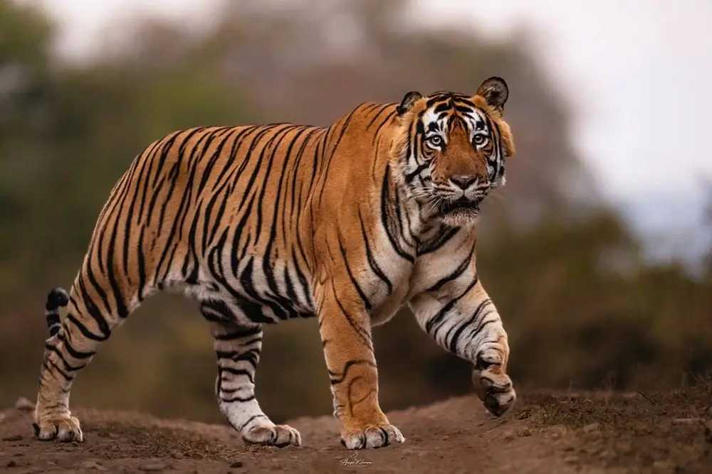 Sariska Tiger Reserve
