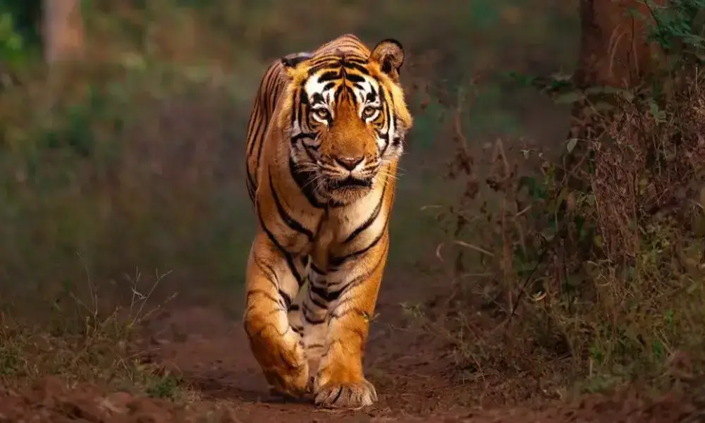 Overnight Sariska Wildlife Tour