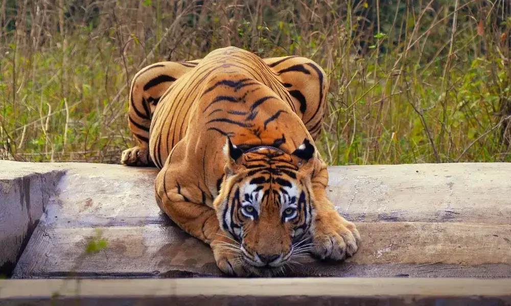 Sariska National Park Weekend Tour