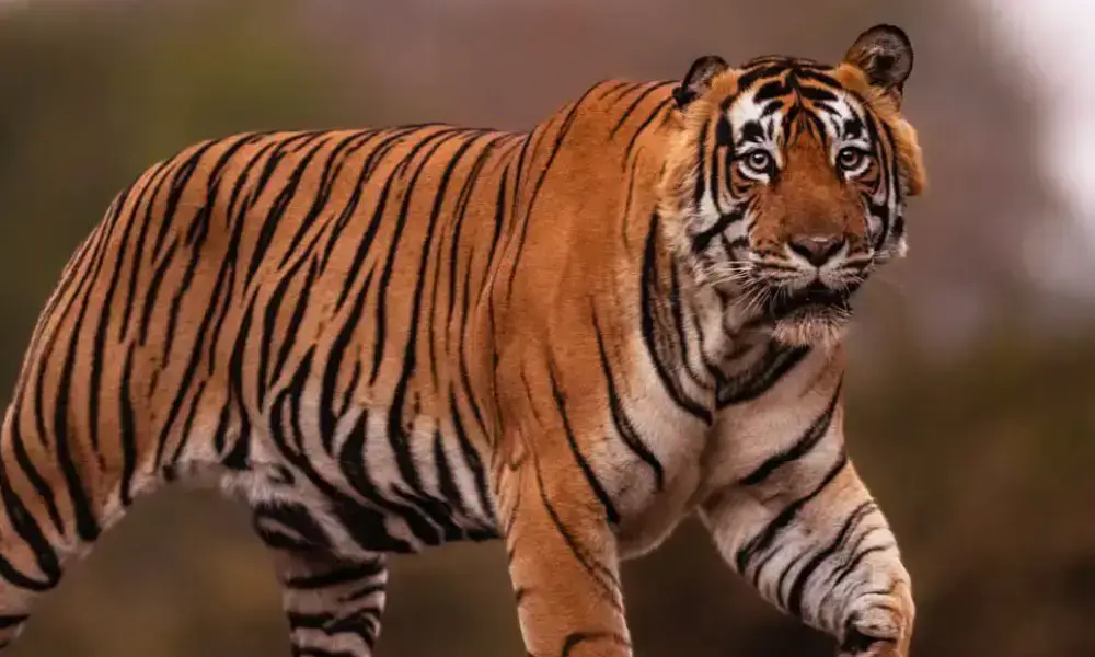 Sariska National Park Weekend Tour