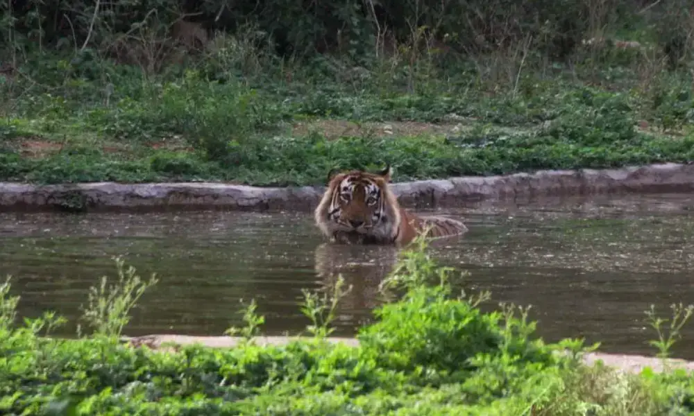 Wildlife Adventure around Jaipur