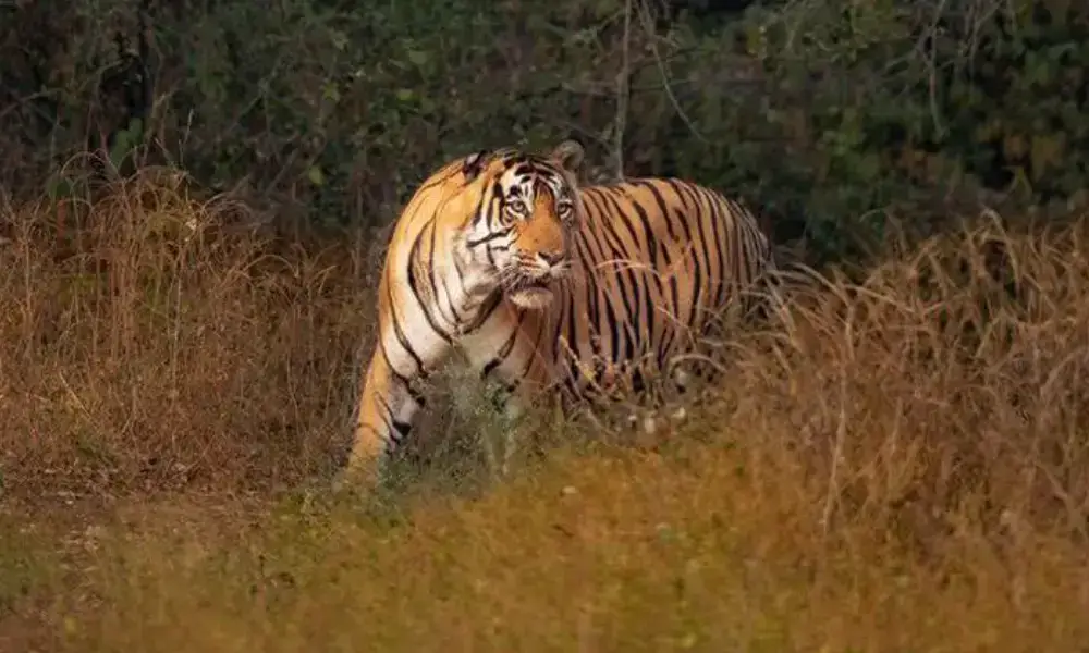 Wildlife Adventure around Jaipur