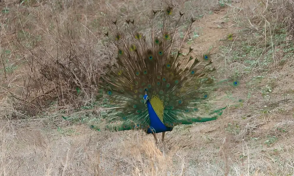 Bird Park, Jaipur