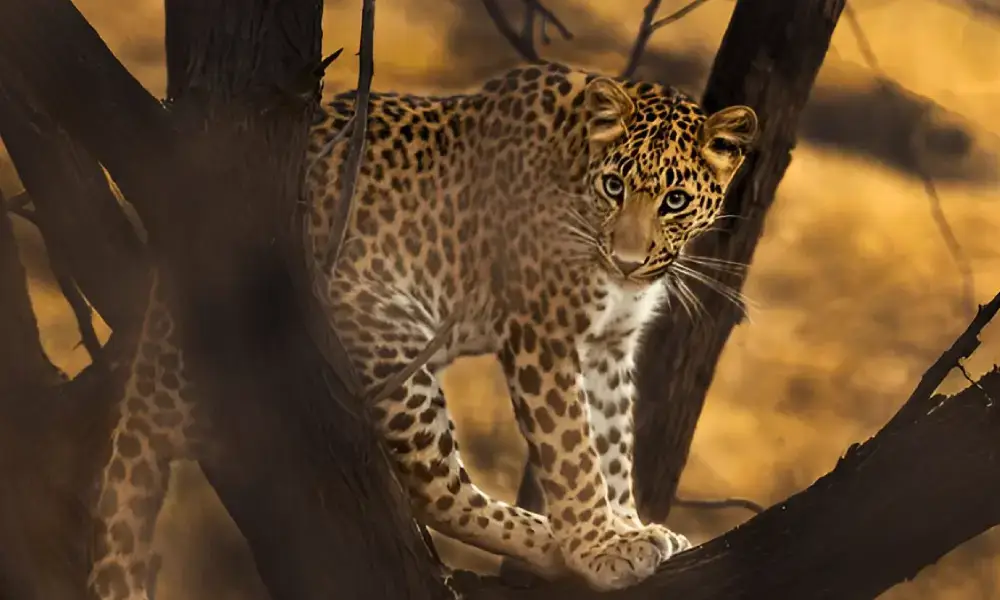 Jhalana Leopard Park, Jaipur