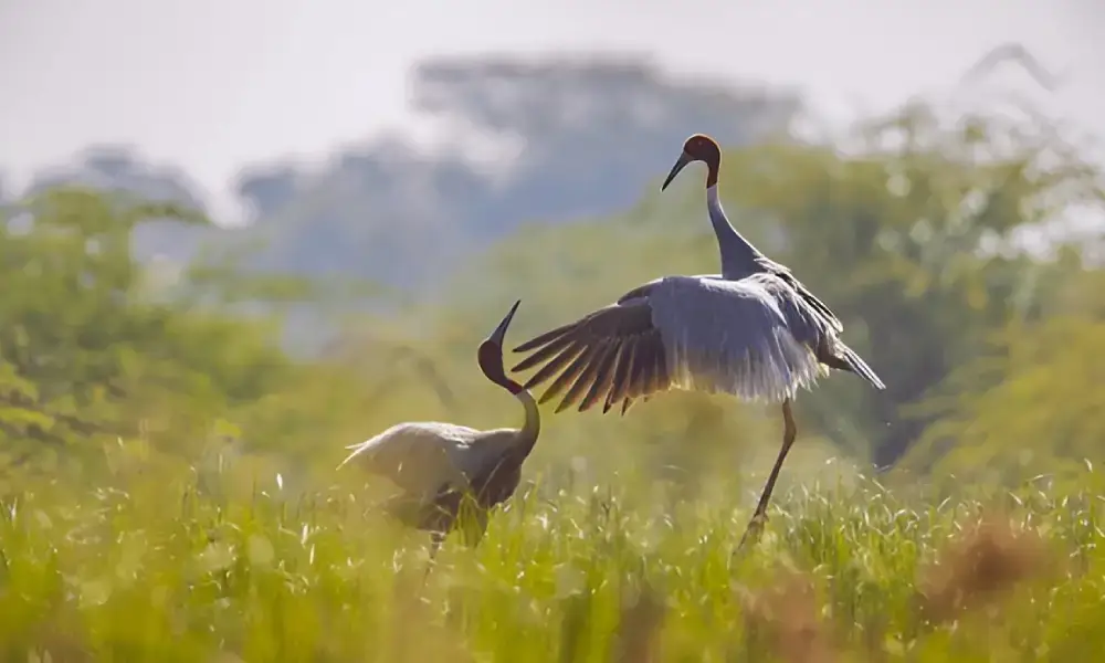 Keoladeo National Park, Bharatpur