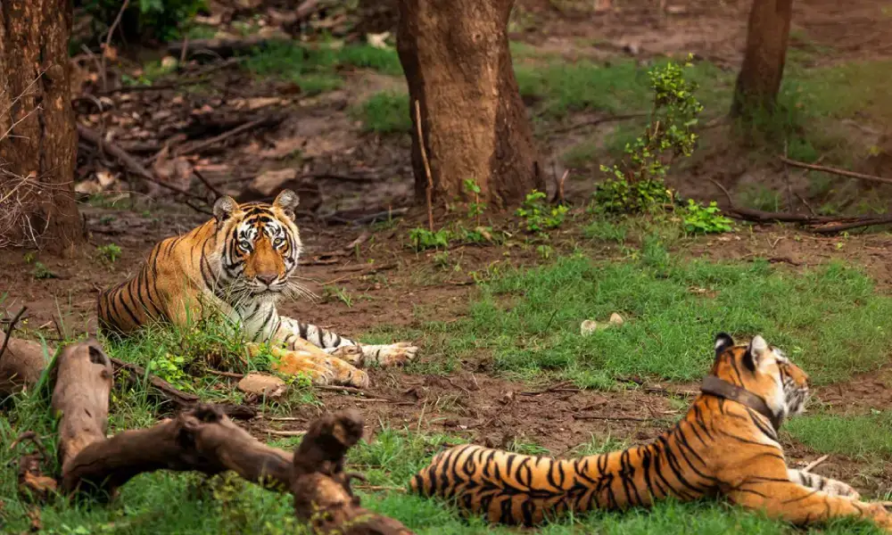 Ramgarh Vishdhari Tiger Reserve