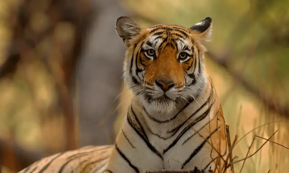 Ranthambore National Park