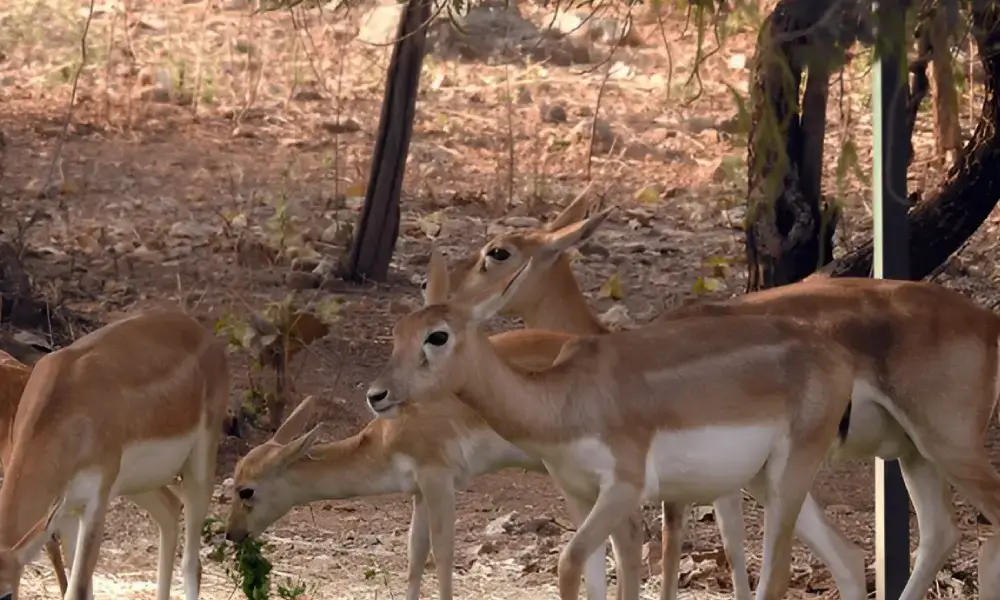 Sajjangarh Biological Park, Udaipur
