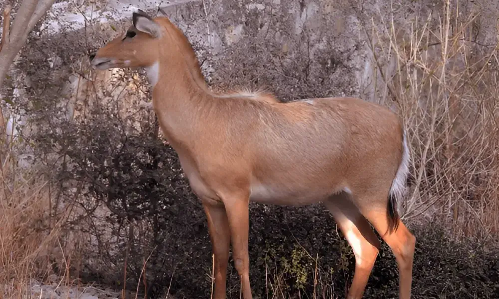 Sajjangarh Wildlife Sanctuary, Udaipur